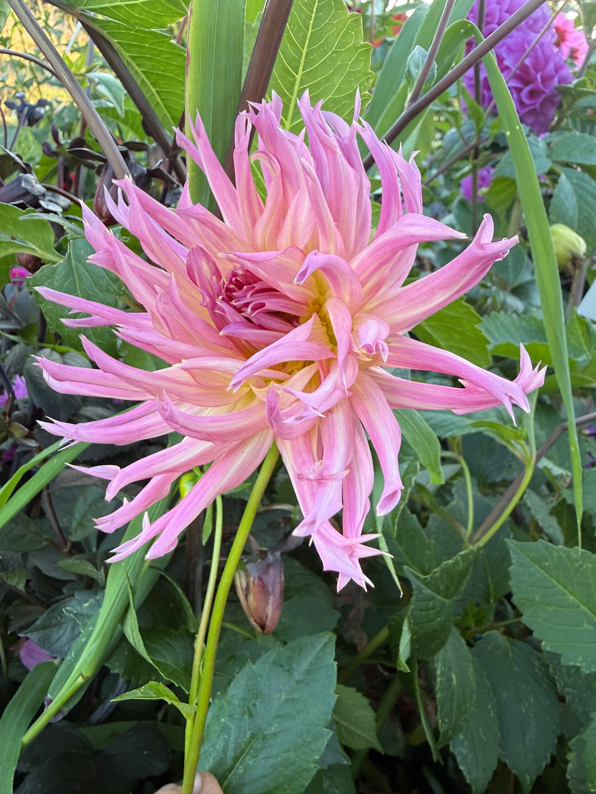 Dahlia - Susan Marie