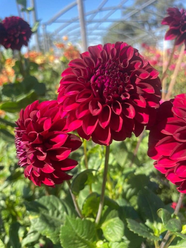 Dahlia - Jessie 'G'
