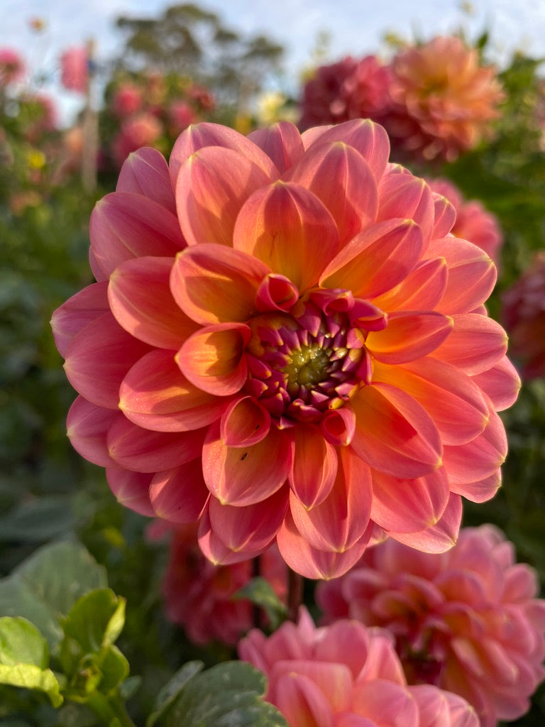 Dahlia - Wildwood Marie (max 1)