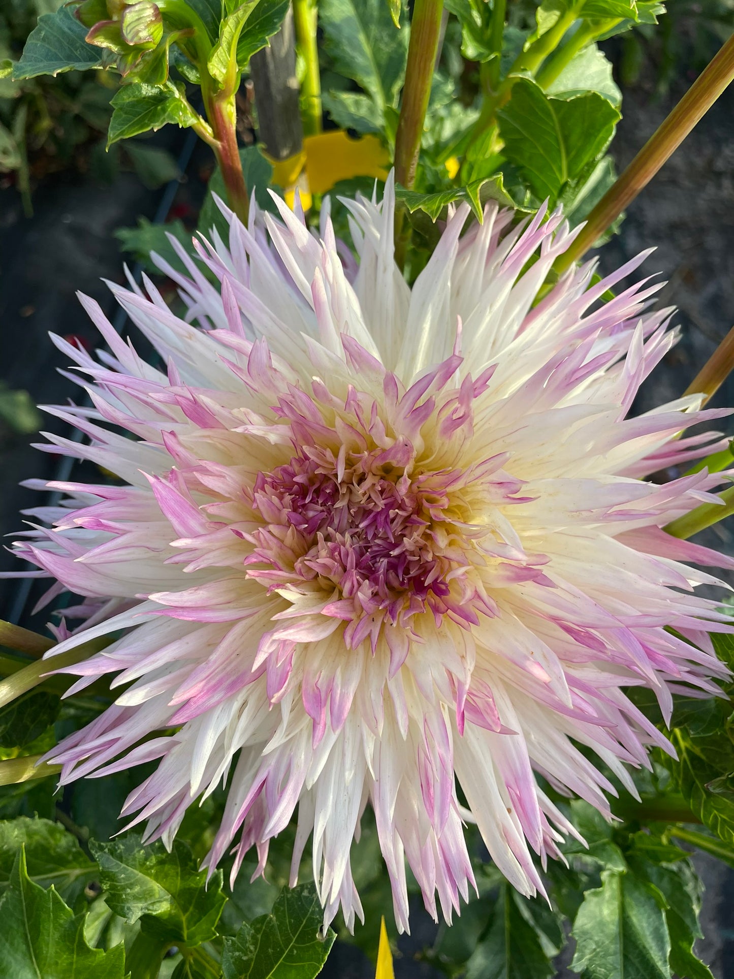 Dahlia - Glenmarc Philly Liz
