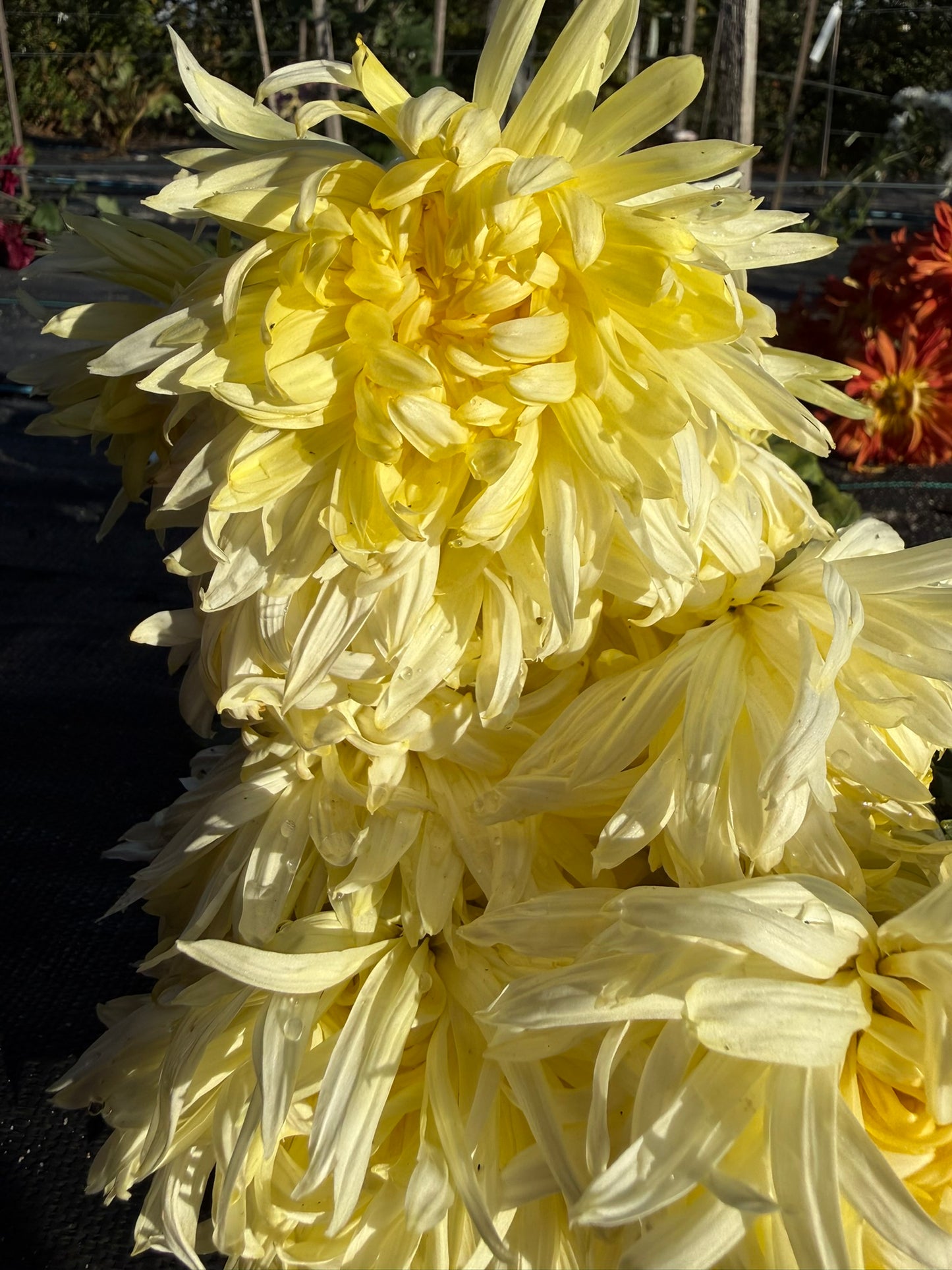 Chrysanthemum - Rooted Cutting - Patricia Burnett