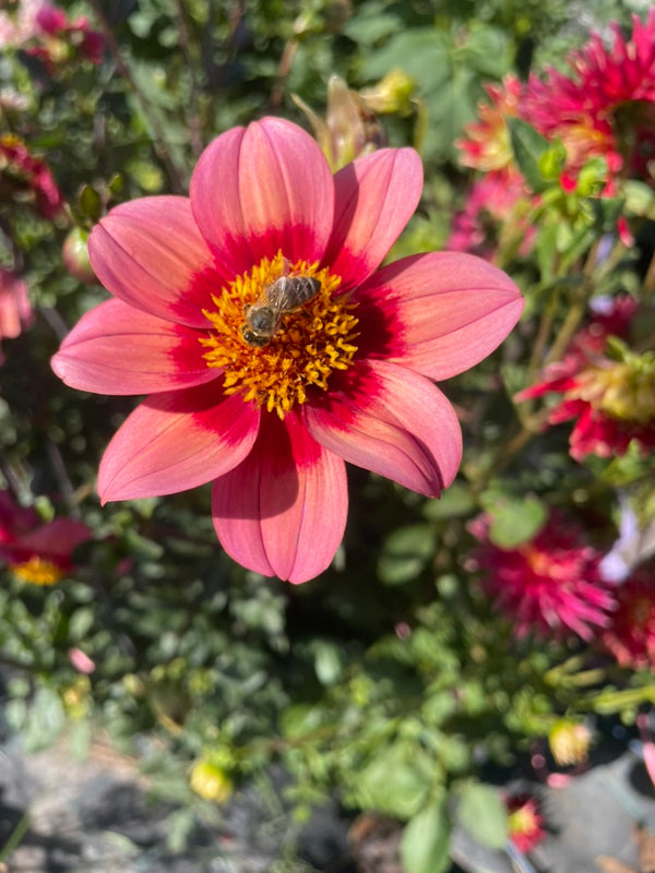 Dahlia Seed - Firetail Wild Watermelon