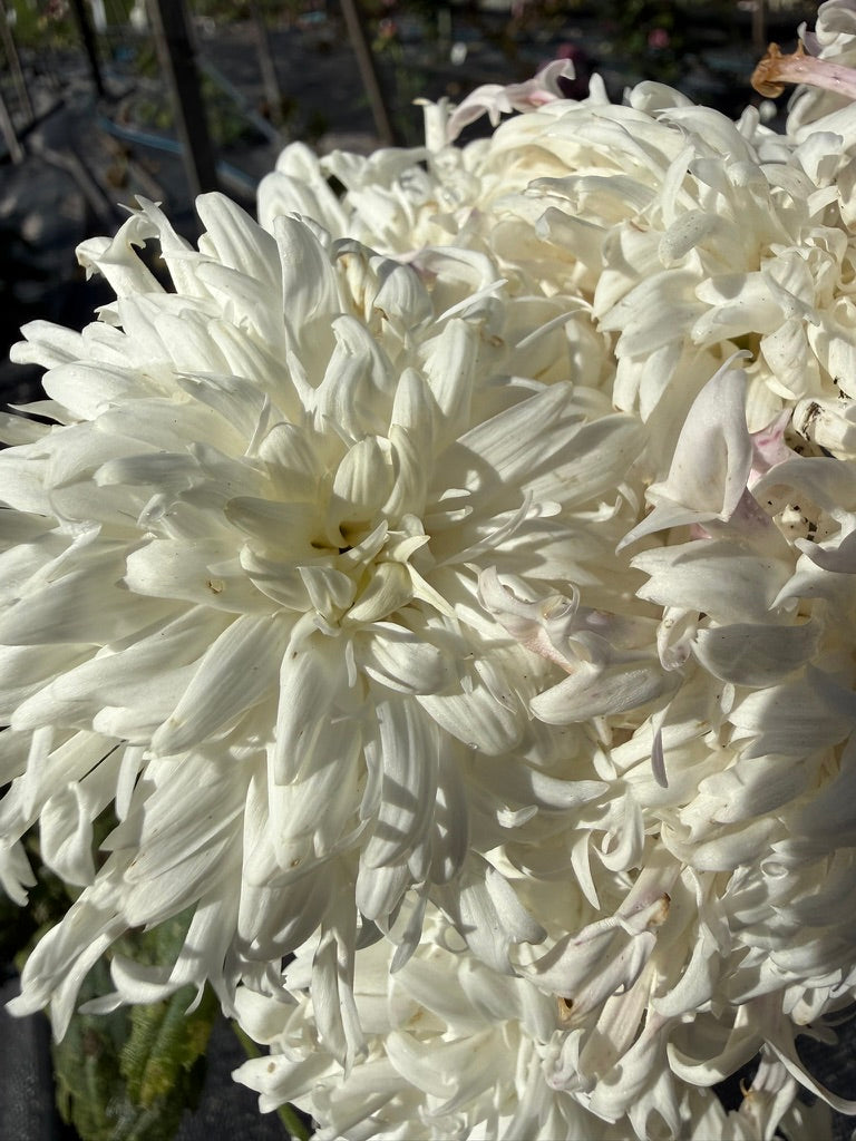 Chrysanthemum - Rooted Cutting - Crazy Lady