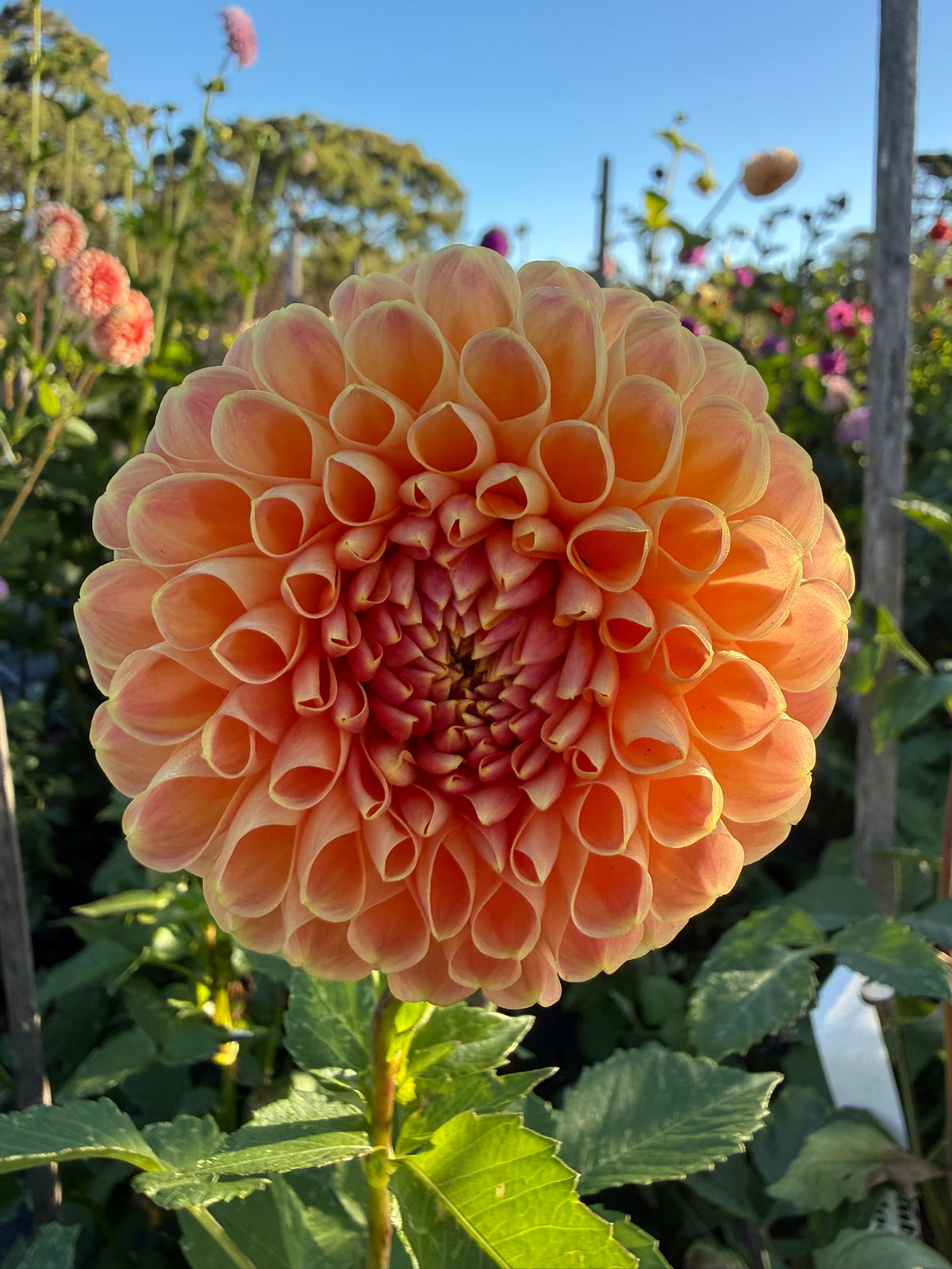 Dahlia - Chrichton Honey