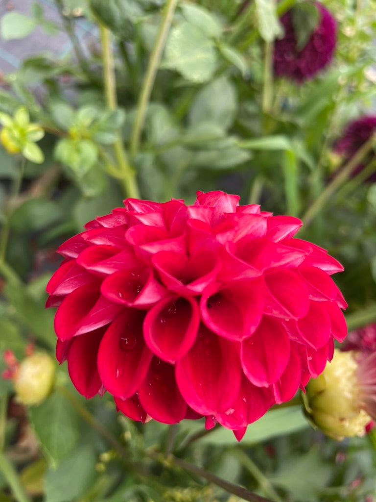 Dahlia - Formby Atom
