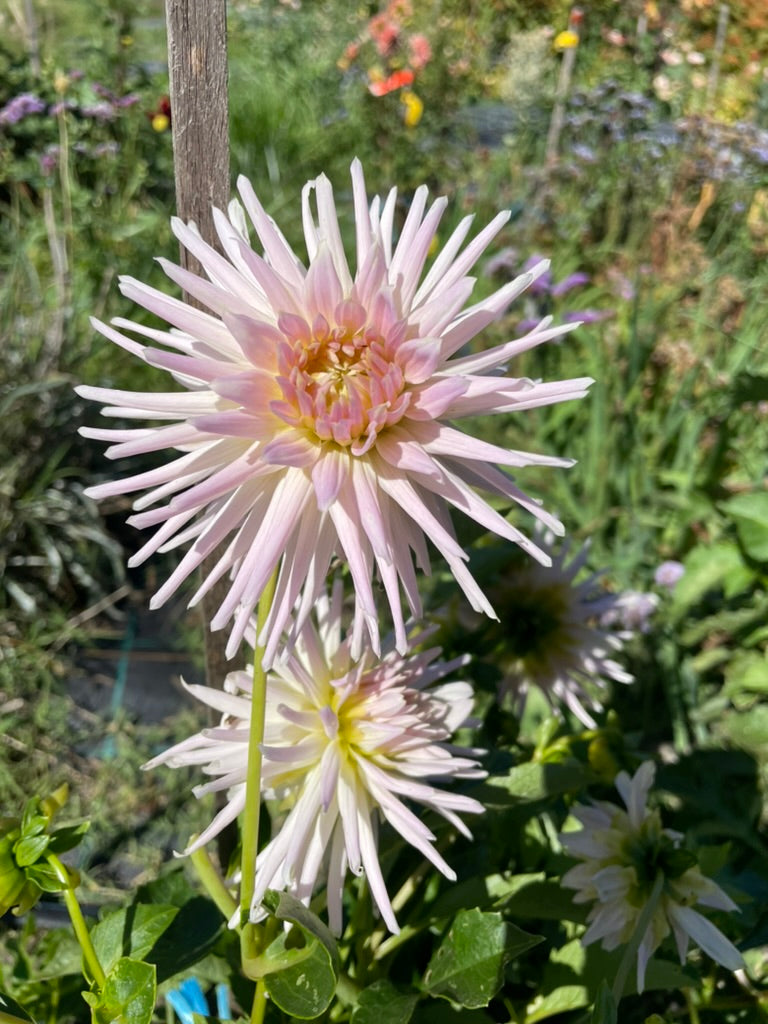 Dahlia - Valetta