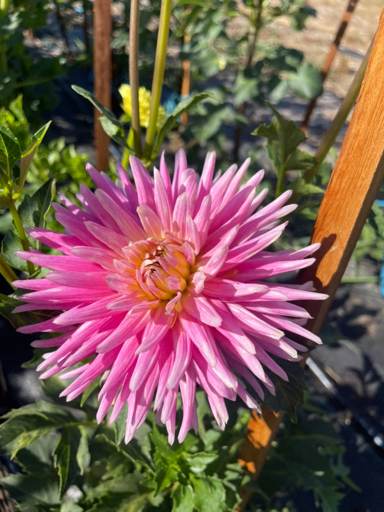 Dahlia - Kiara Forgwen