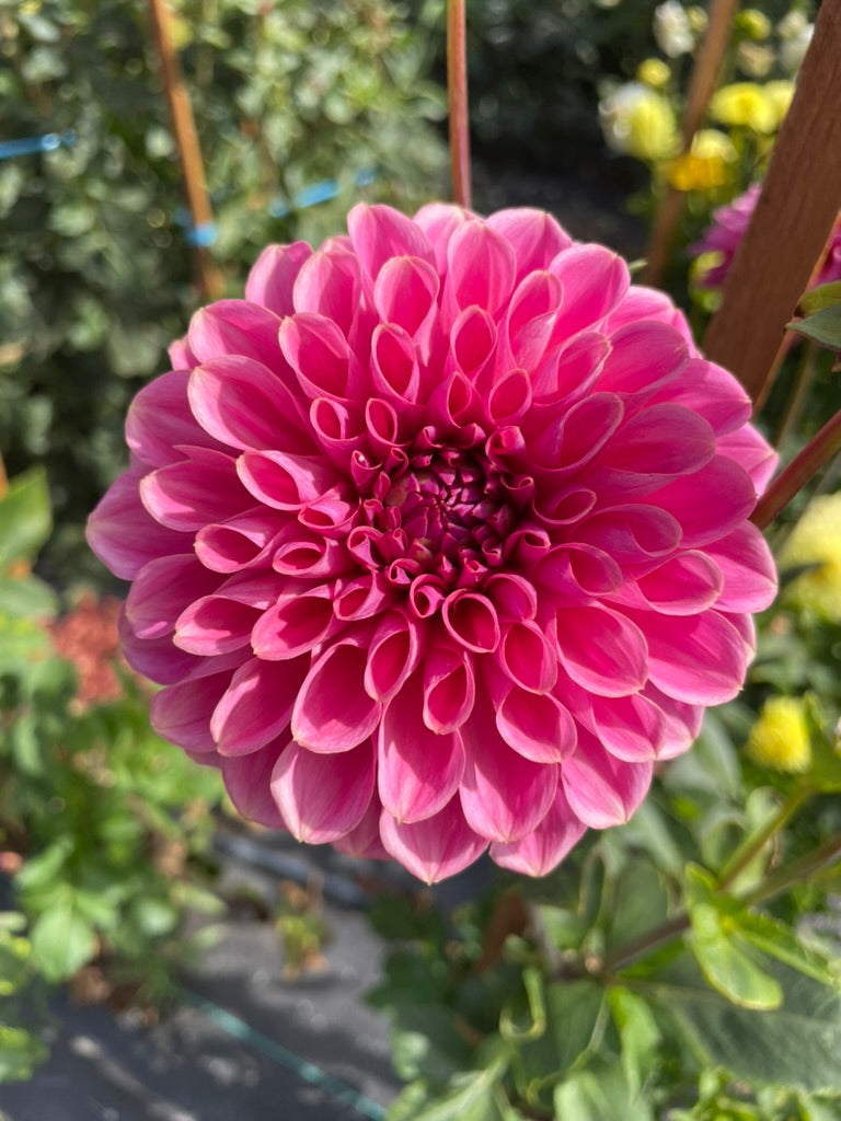 Dahlia - Formby Rocket (Max 1 per order)