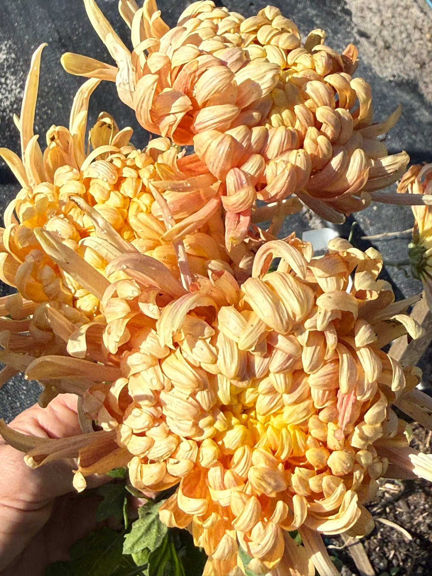 Chrysanthemum - Rooted Cutting - Kokka Gyensyu