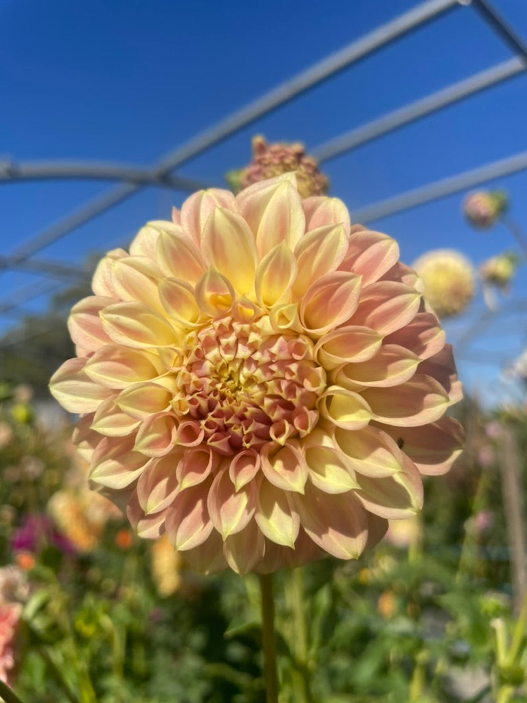 Dahlia - Darbro Skyla