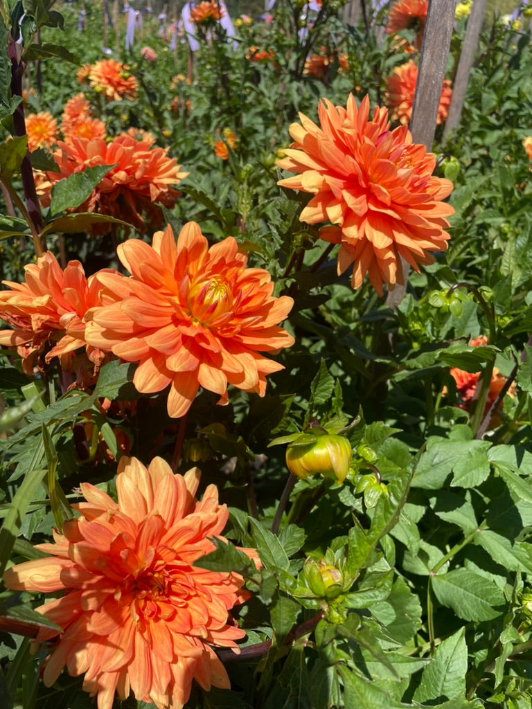 Dahlia - Meadow Lea