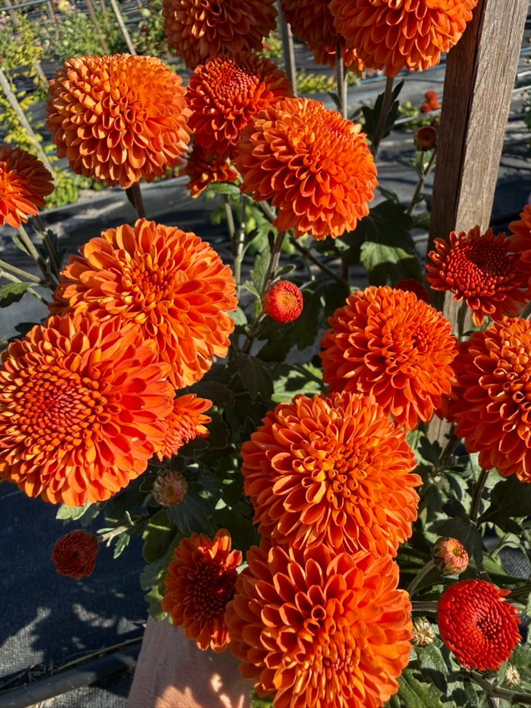 Chrysanthemum - Rooted Cutting - Kelvin Mandarin