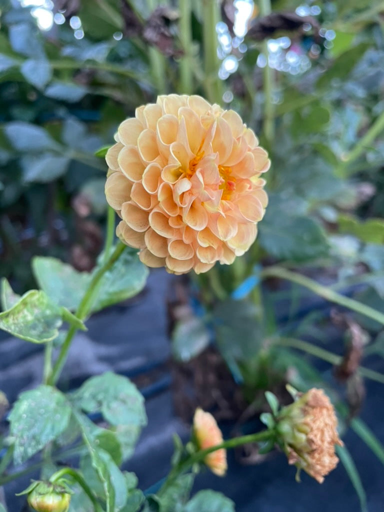 Dahlia - Gold Ball