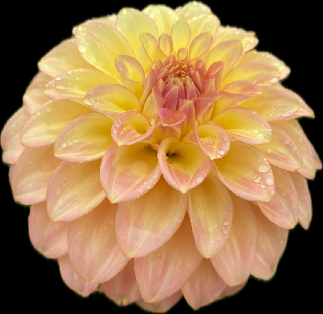 Dahlia Seed - Bracken Glenda