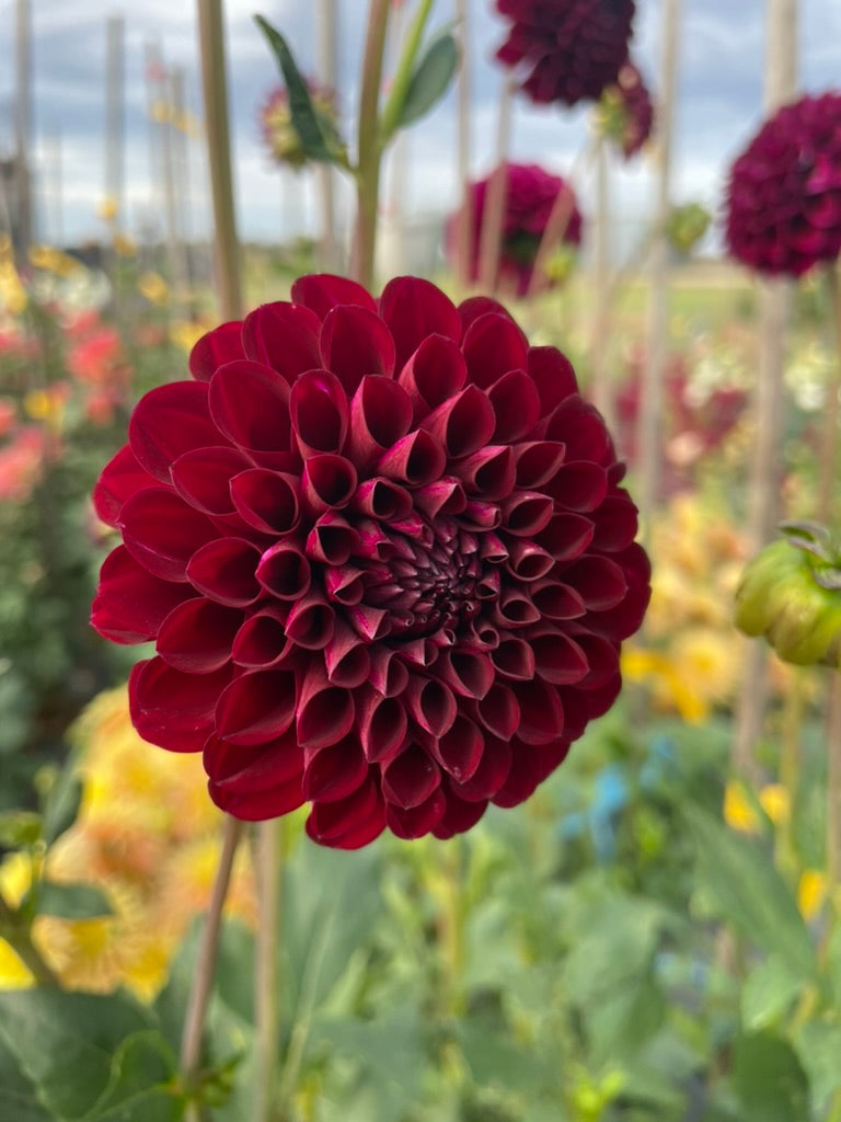 Dahlia - Steve's Choice