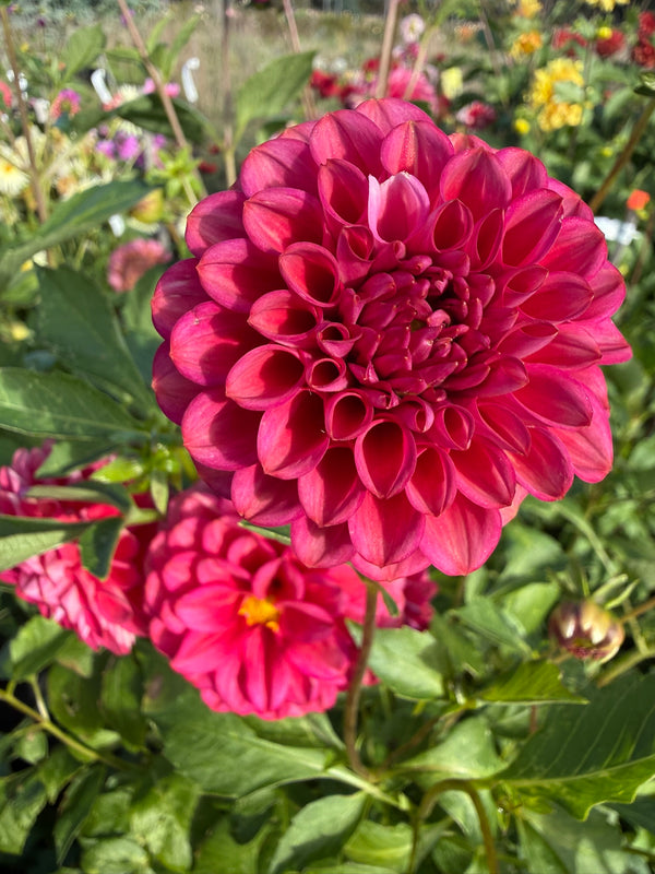 Dahlia Seed - Bethany Rose