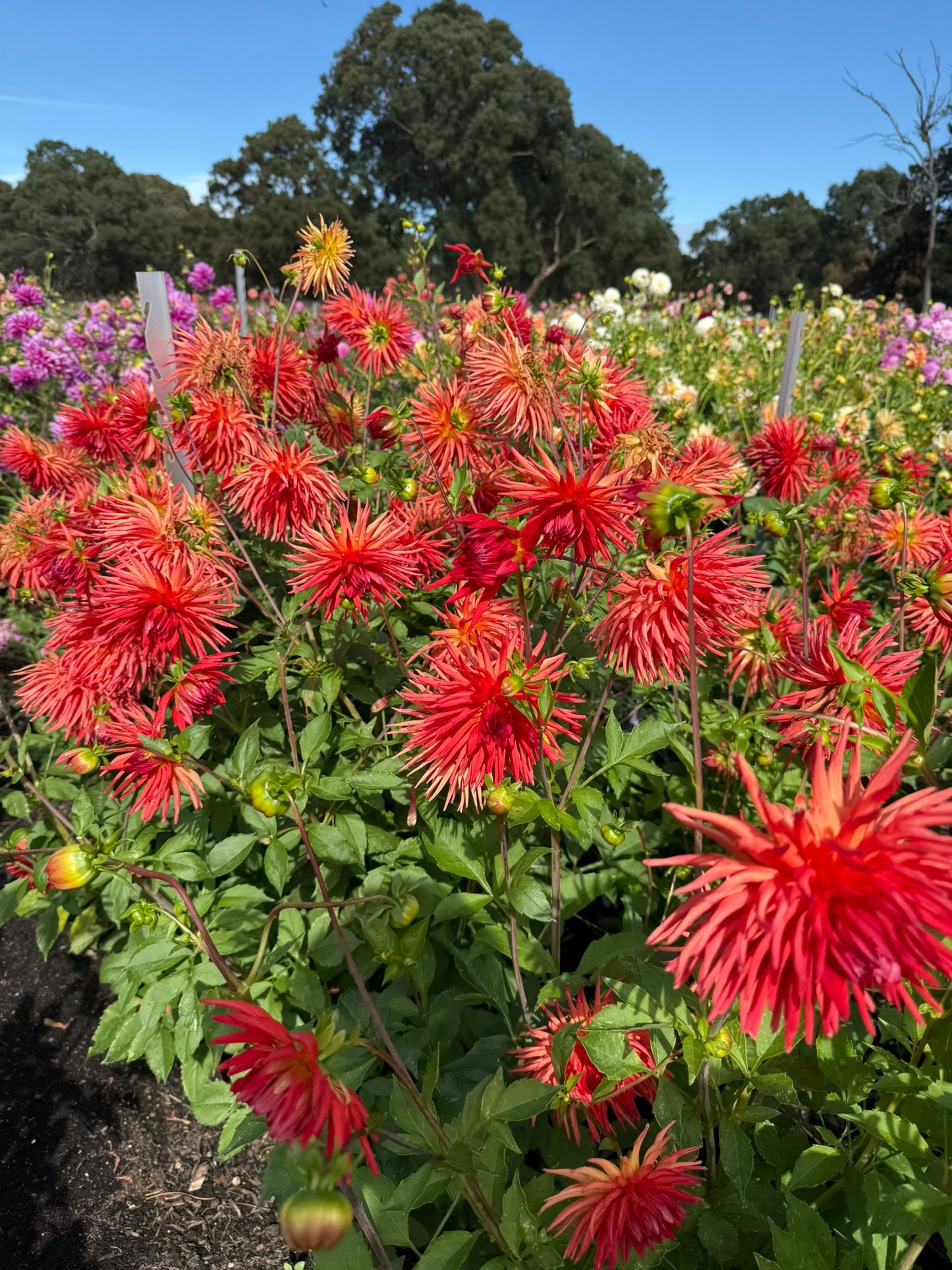 Dahlia - CMC Flame