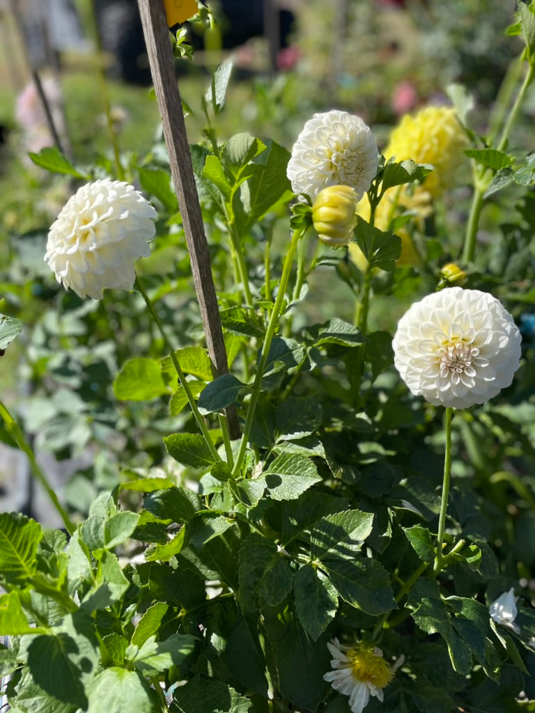 Dahlia - Glenmarc Francis