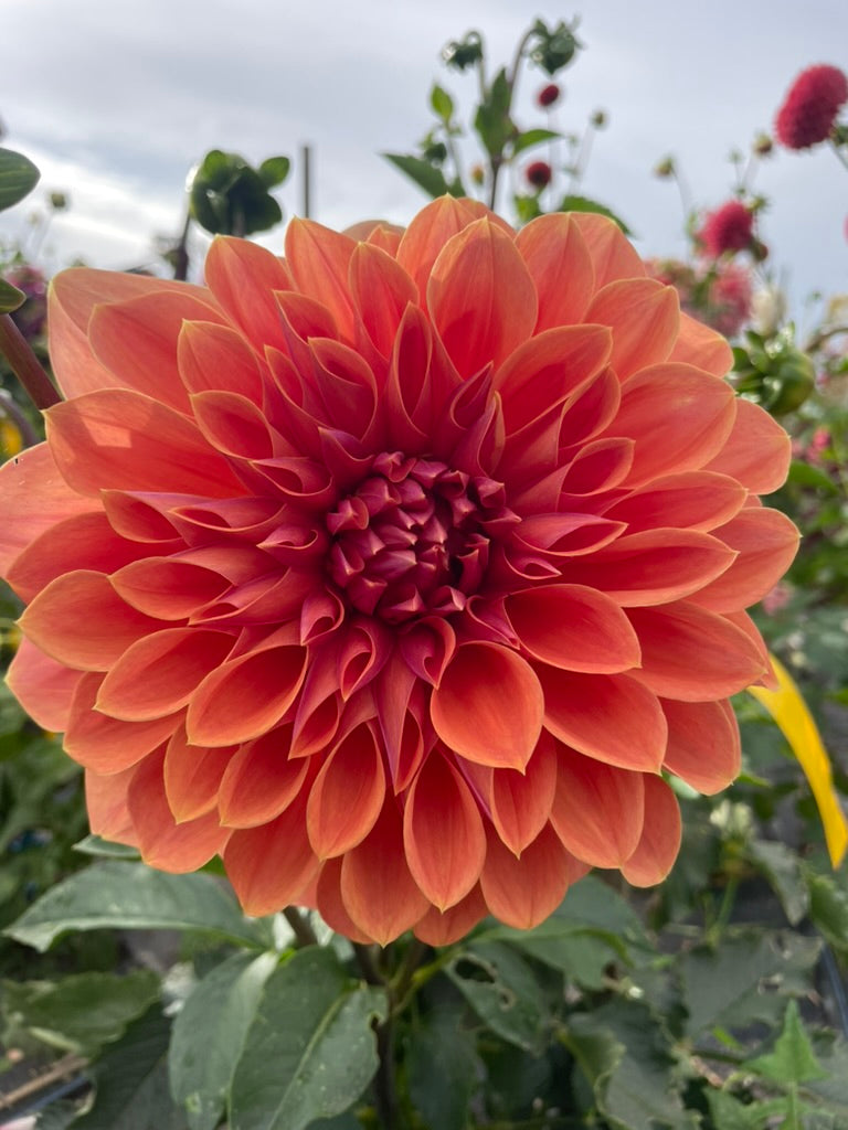 Dahlia - Riverview Joy