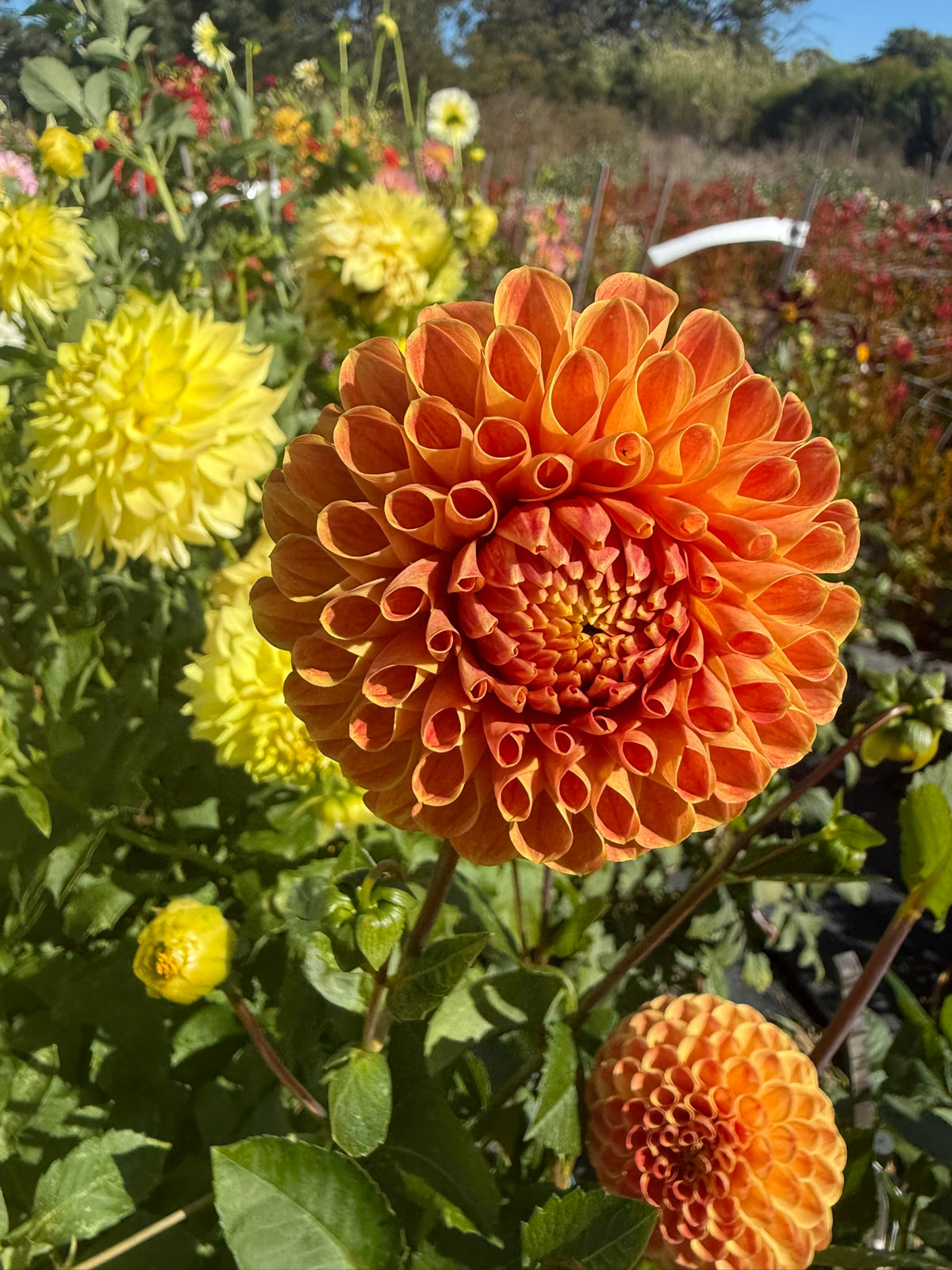 Dahlia - Larva O