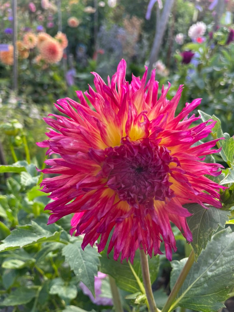 Dahlia - Emily Jane