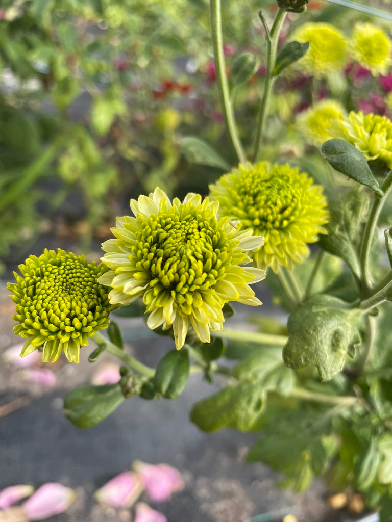 Heirloom Chrysanthemum - Rooted Cutting - Jewel Jade