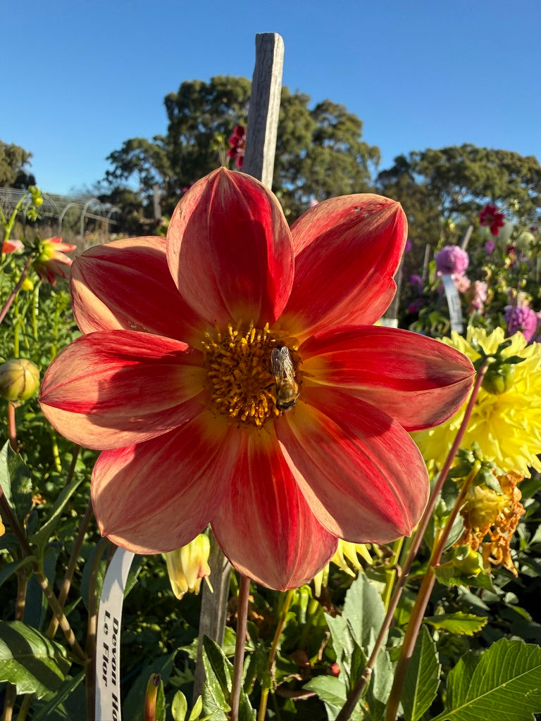 Dahlia - Devon Hotlips