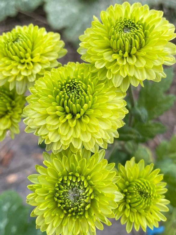 Heirloom Chrysanthemum - Rooted Cutting - Healing