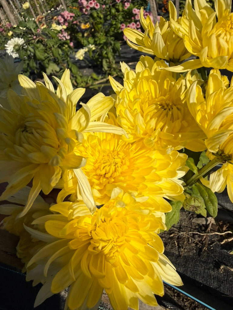 Chrysanthemum - Rooted Cutting - Magnum Yellow