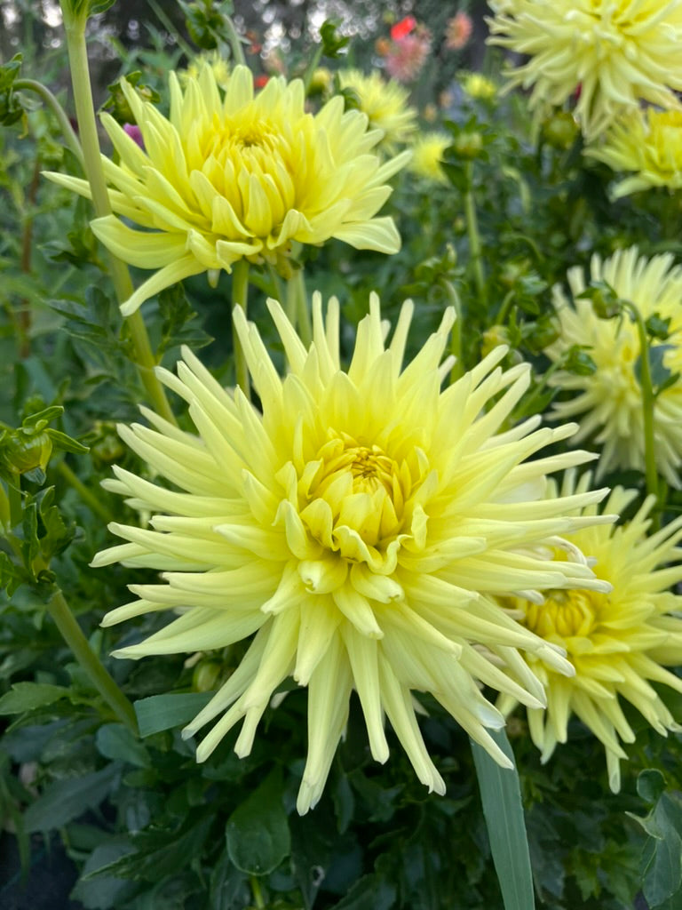 Dahlia - Warraview Grace