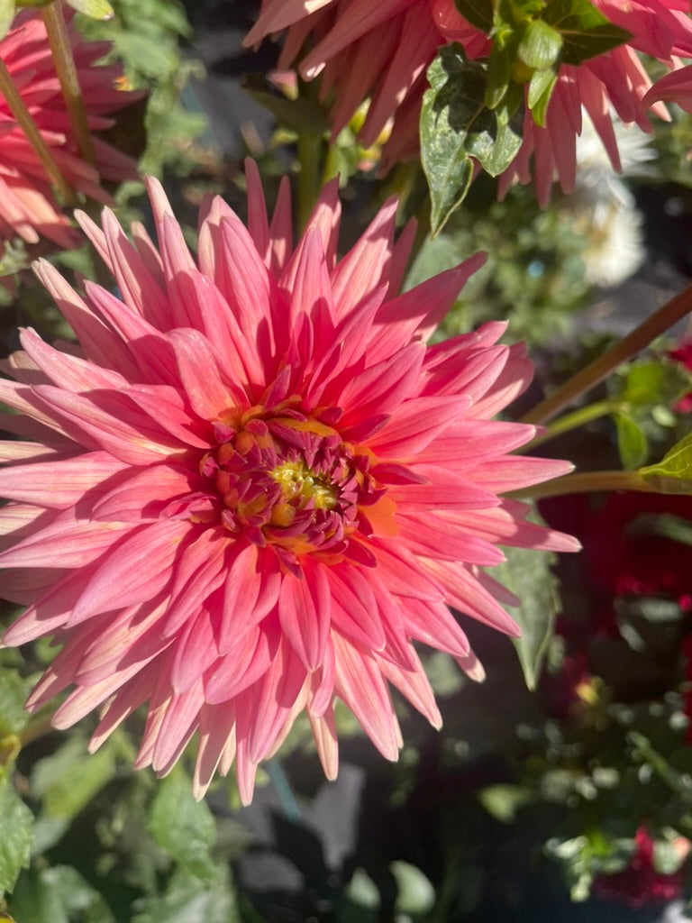 Dahlia - Araluen Katrina