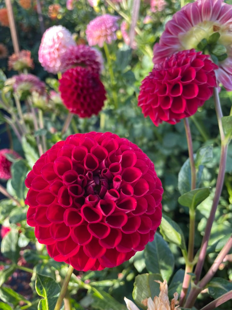 Dahlia - Devon Holly
