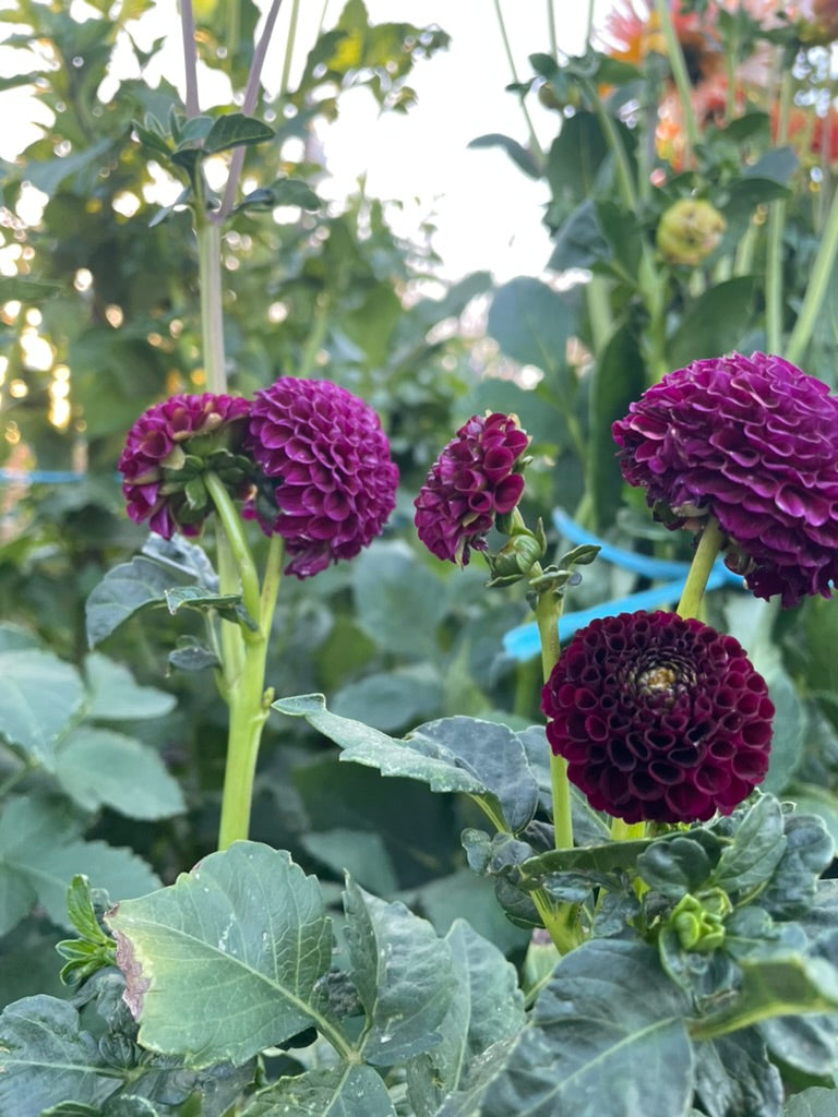 Dahlia - Gordon Lockwood