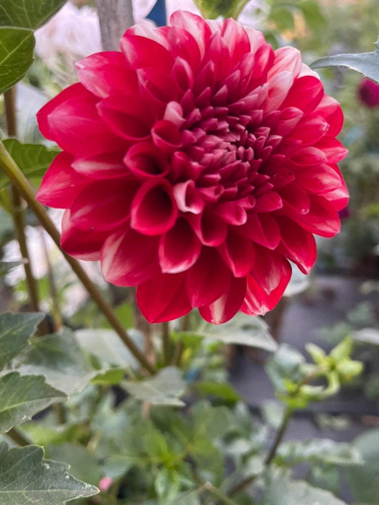Dahlia - Little Willie