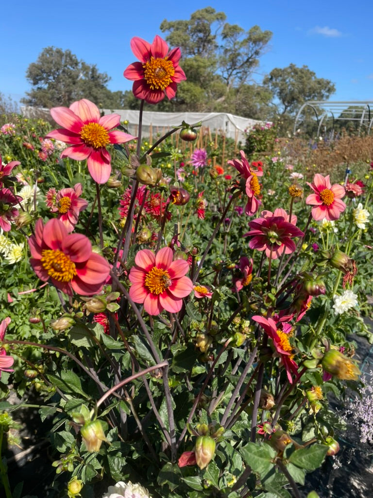 Dahlia - Firetail Wild Watermelon