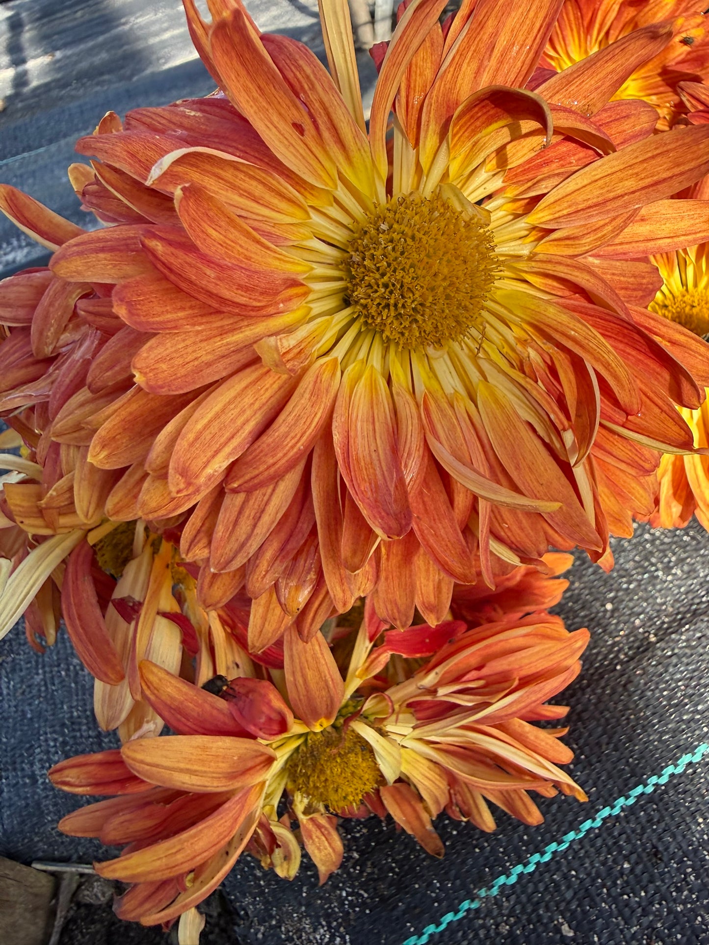 Chrysanthemum - Rooted Cutting - Kellie's Bonfire