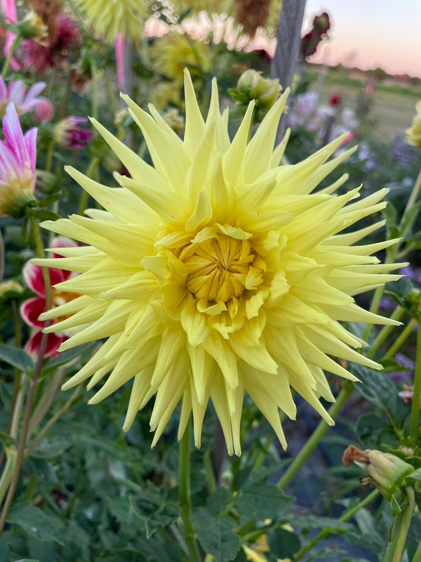 Warraview Lydia (NA 2025)