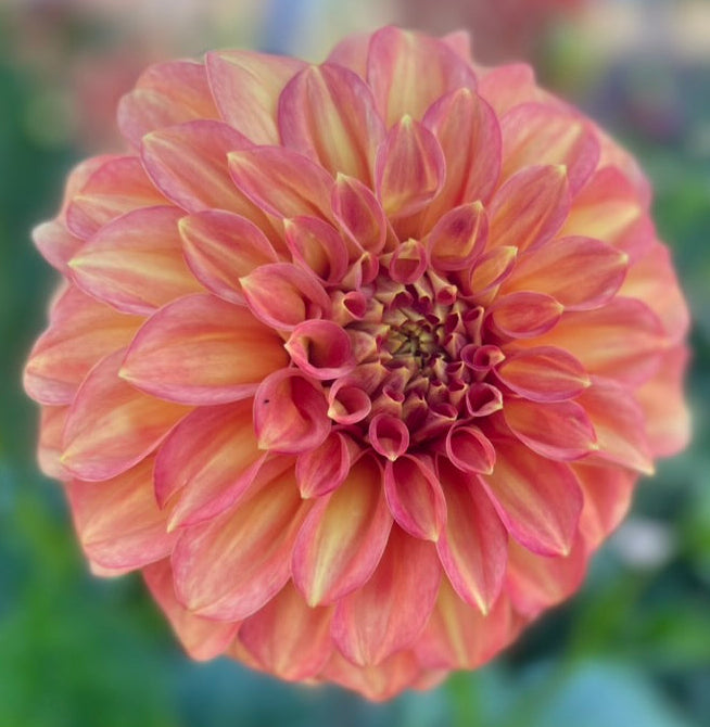 Dahlia Seed - Winkie Campfire