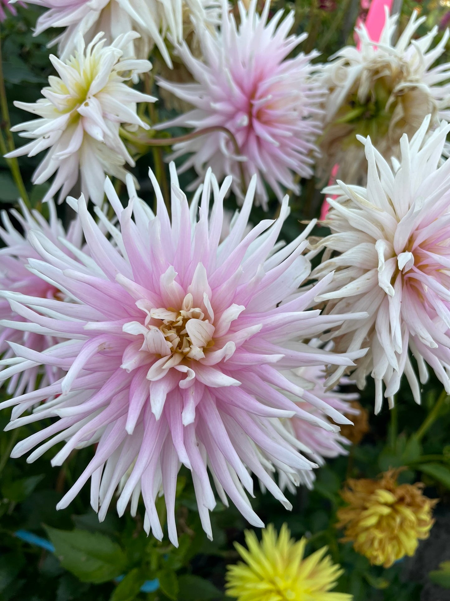 Dahlia - Jan Lennon (NA 2025)