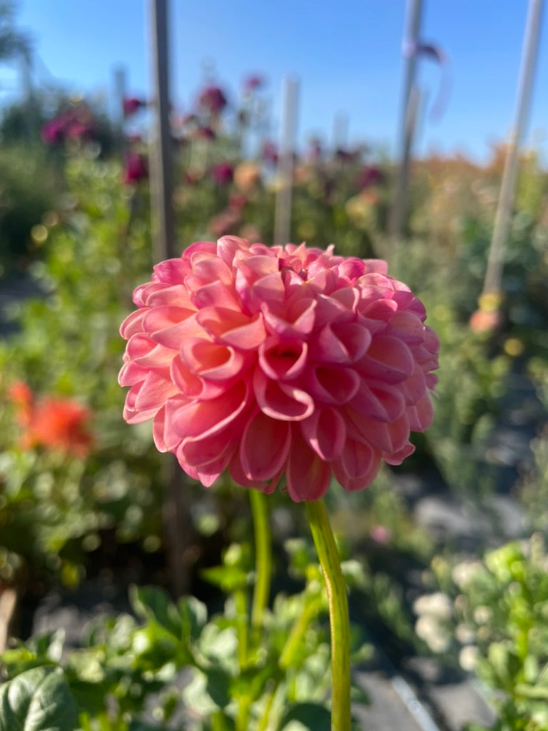 Dahlia - Little Peaches