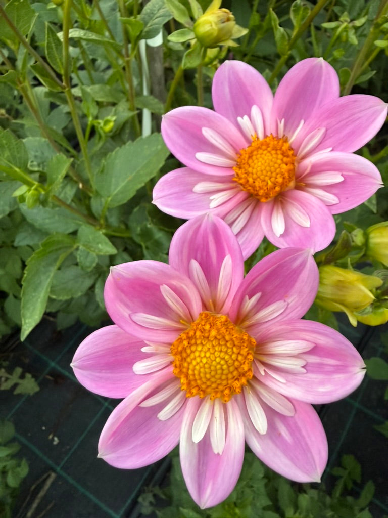 Dahlia - Bloomquist KellyAnne