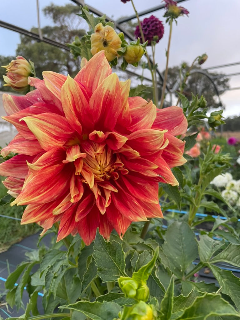 Dahlia - Trev's Treasure