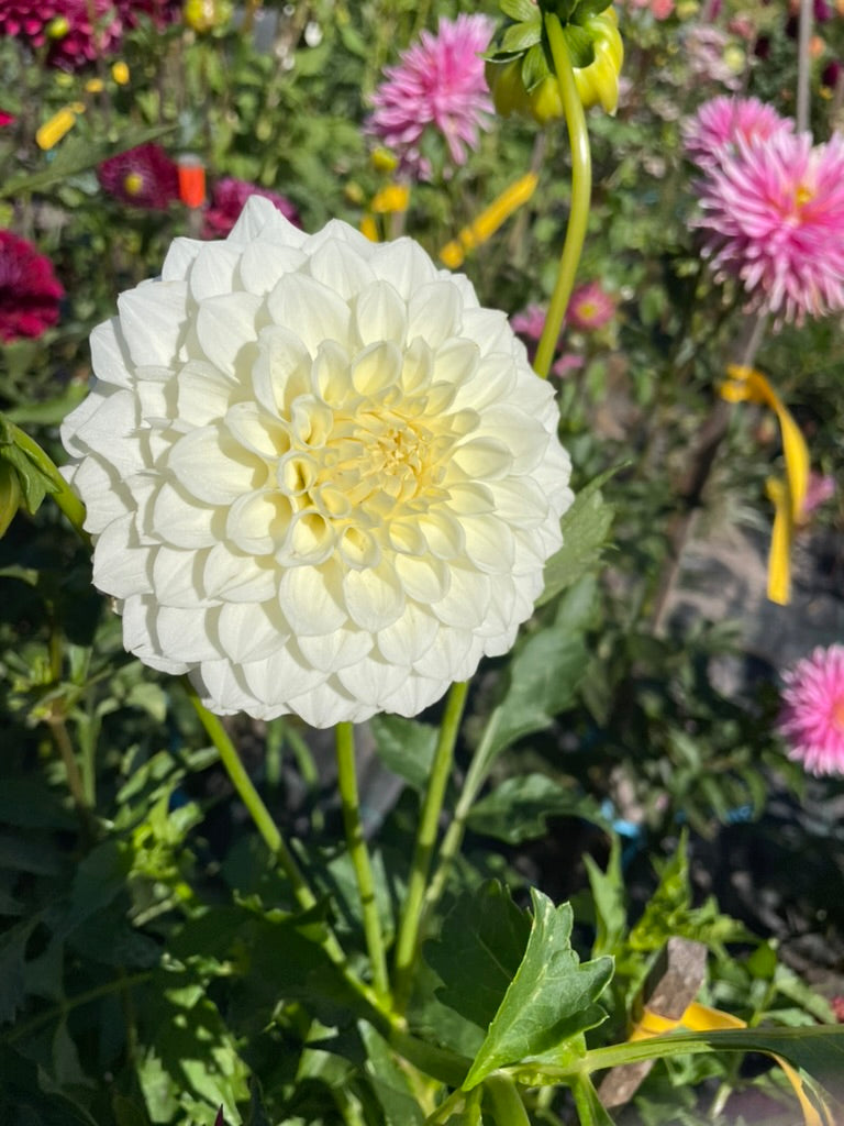 Dahlia - Winkie Antarctica