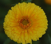 Summer Edible Flowers Collection