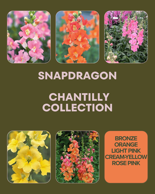Chantilly Snapdragon Collection