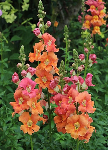 Chantilly Snapdragon Collection