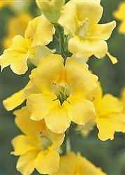 Chantilly Snapdragon Collection