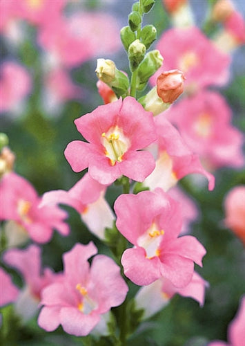Chantilly Snapdragon Collection