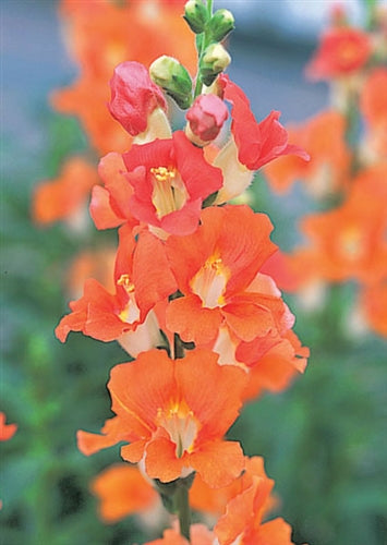 Chantilly Snapdragon Collection