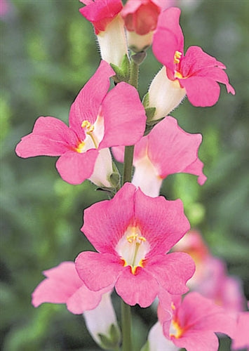 Chantilly Snapdragon Collection